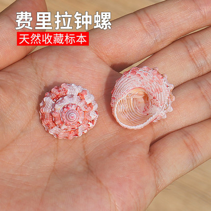 天然小海螺贝壳费里拉钟螺稀有收藏标本鱼缸装饰水族造景寄居蟹壳