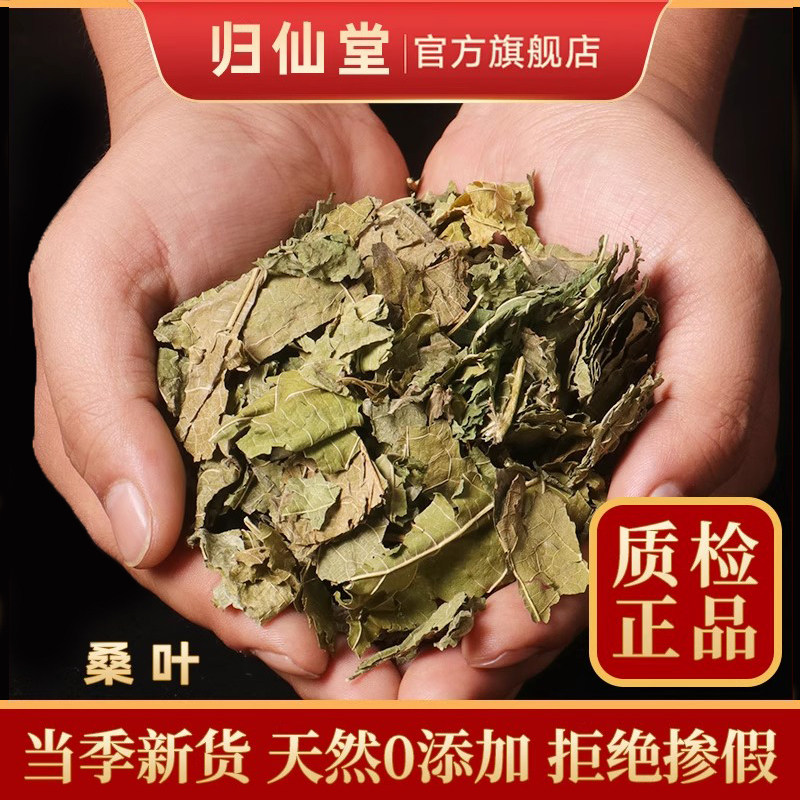 精选正品桑叶500g新货