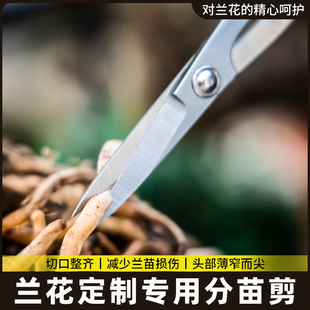 叶芽造型鼎分剪刀盆景苗剪工具剪花芽剪兰盆景专用芽剪修剪木小枝