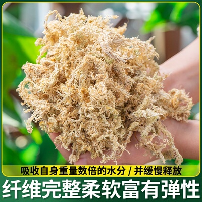 垫材兰花花苔石斛优质蝶兰干用水乌龟土种植专苔藓蝴爬宠青苔天然