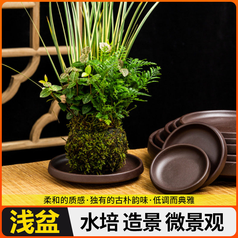 植物石头苔藓球六月雪瓷图片