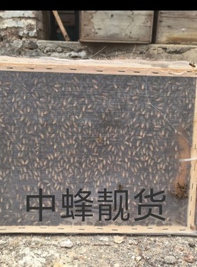 蜜蜂中蜂一窝蜂带王蜂群笼蜂土蜜蜂活体带王带箱带子中华蜂一整箱