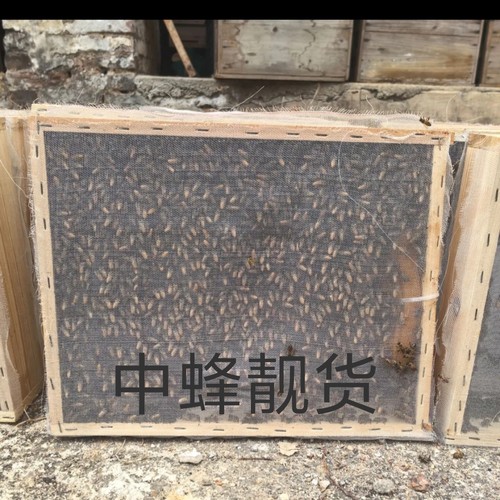 蜜蜂中蜂一窝蜂带王蜂群笼蜂土蜜蜂活体带王带箱带子中华蜂一整箱