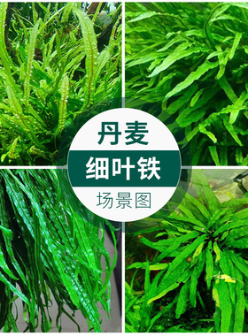 丹麦细叶铁皇冠草中后景草ADA叉叶铁阴性活体造景增氧沉木水草缸