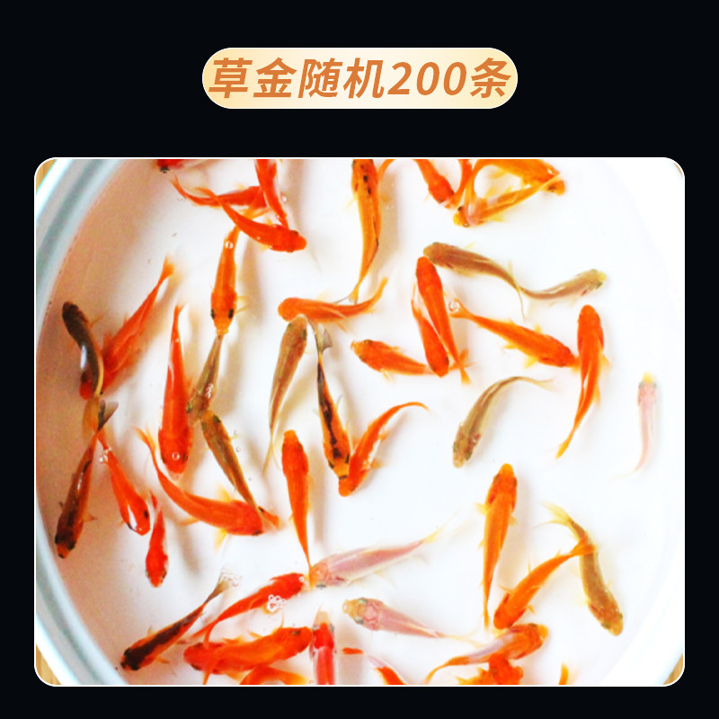 草金鱼活鱼锦鲤鱼苗观赏鱼淡水鱼小金鱼红草金冷水鱼小观赏鱼鱼苗