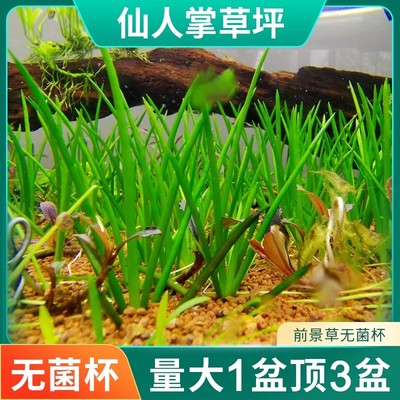 花百年无菌水草鱼缸植物造景