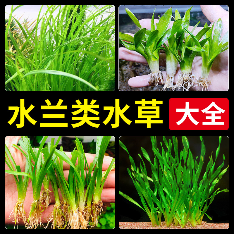 水兰水草大小水兰扭兰龙舌兰细叶阴性新手前后景鱼缸造景水韭菜