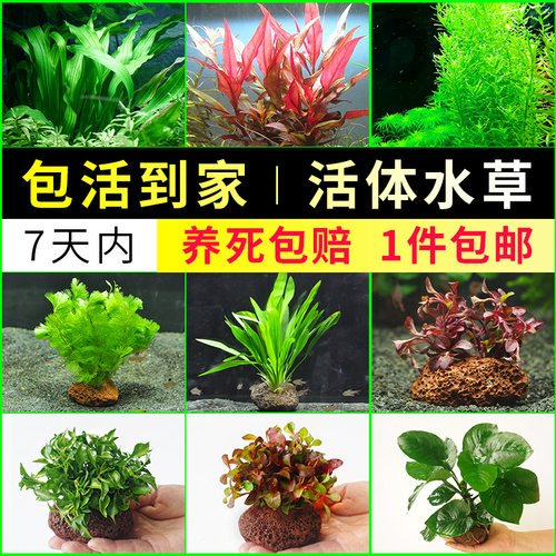 水族箱造景鱼缸装饰真水草套餐价格 水族箱造景鱼缸装饰真水草套餐图片 星期三