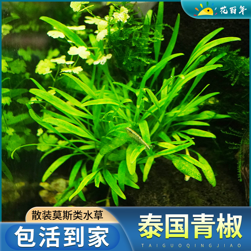 泰国水草鱼缸造景绿植