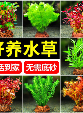 火山石水草蜈蚣草水榕懒人水草植物鱼缸水草造景底砂套餐阴性真草