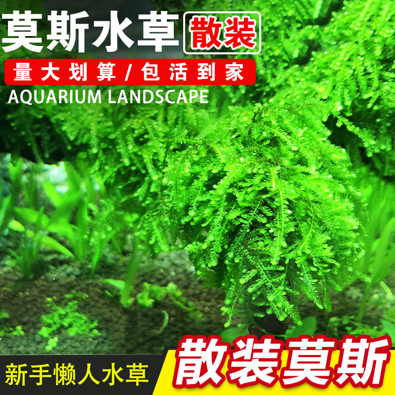 鱼缸水草莫丝火焰松茸水族箱