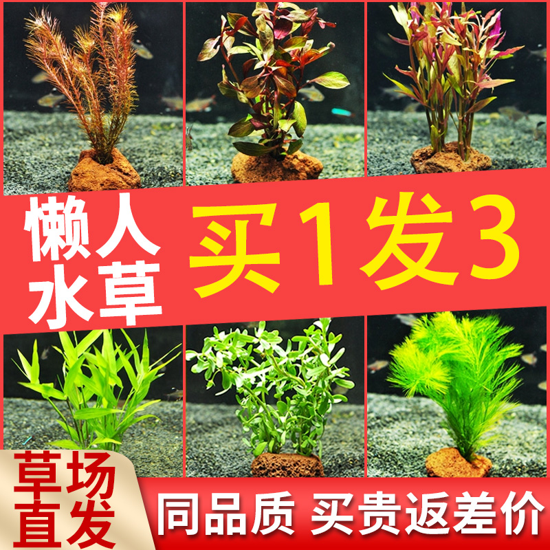 植物绿菊造景淡水水草缸