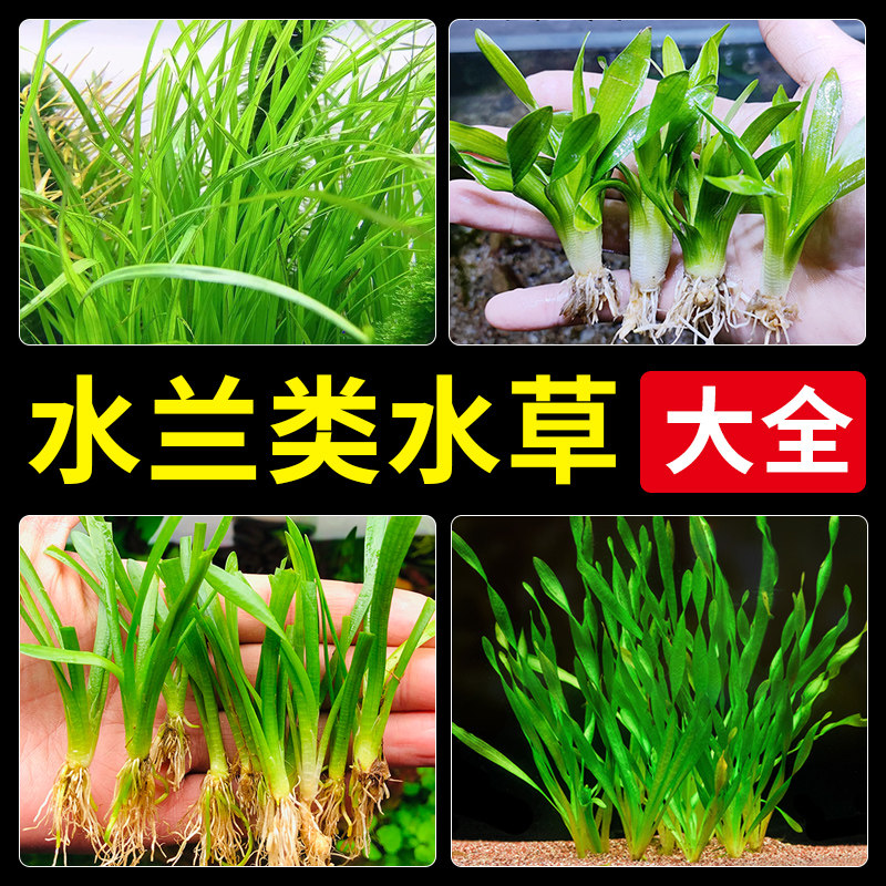 水兰水草大小水兰扭兰龙舌兰细叶阴性新手前后景鱼缸造景水韭菜