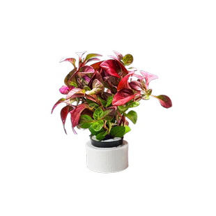 水草植物鱼缸造景阴性真草定植全套餐增氧水兰蜈蚣草绿菊水榕水草