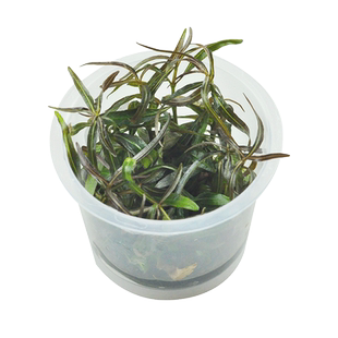 紫红针叶柳无菌杯水草中后景水下叶稀有草鱼缸装饰造景淡水真水草