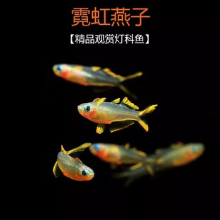 霓虹燕子小型淡水鱼新手易饲养懒人鱼缸观赏鱼包邮活体清洁好养