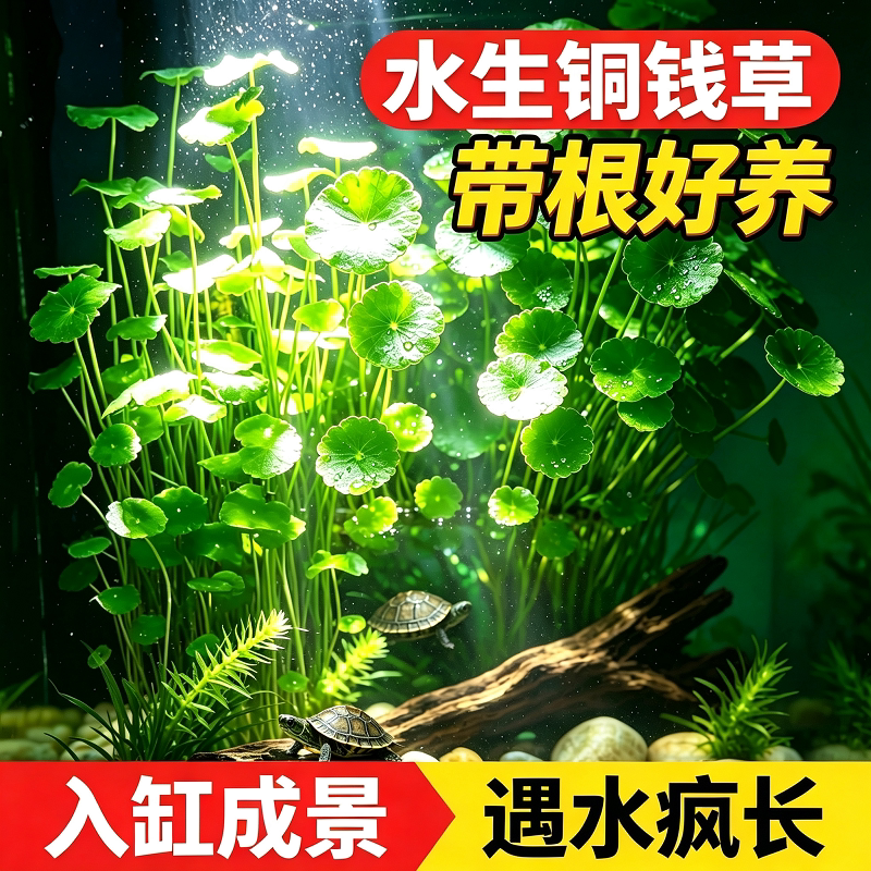 龟缸造景铜钱草水草水培带根易活无需CO2 乌龟缸装饰真草净化水质