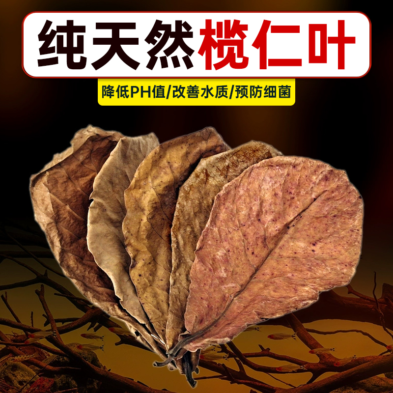 榄仁叶斗鱼调节水质ph值懒人降酸水族乌龟生态模拟造景水草橄榄叶