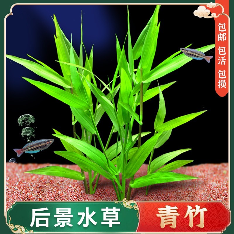 青竹水草花百年自带底座