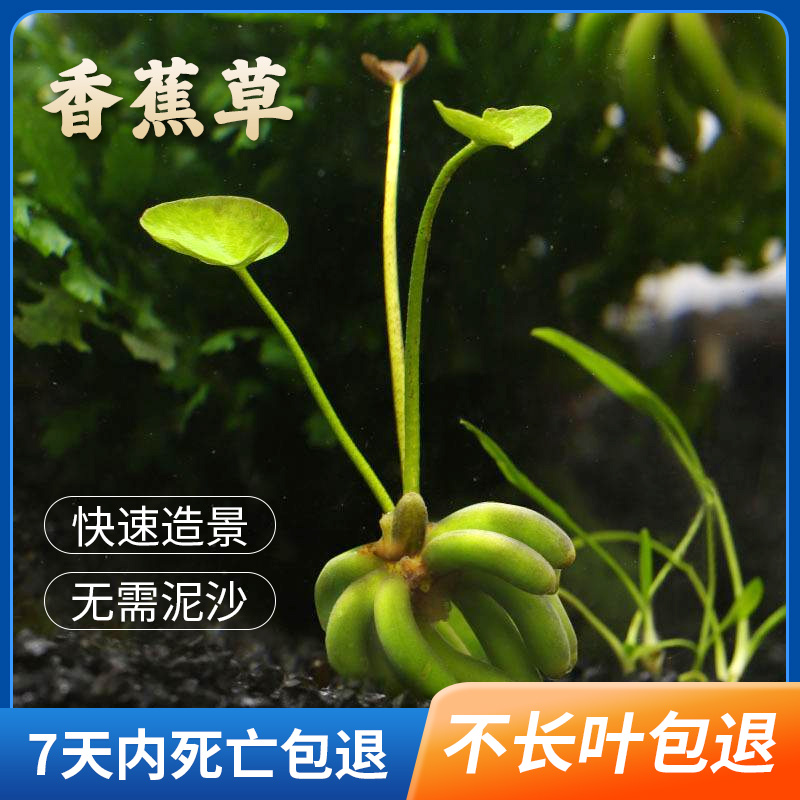 香蕉草鱼缸迷你前景水草植物造景懒人活体淡水无需底沙种植阴性草