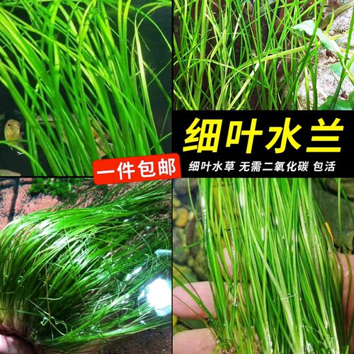 青色细叶水兰新手好养净水