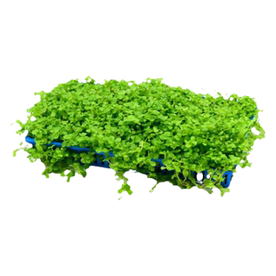 爬地矮珍珠无菌杯趴地迷你小坨水草植物鱼缸造景淡水水培增氧真草