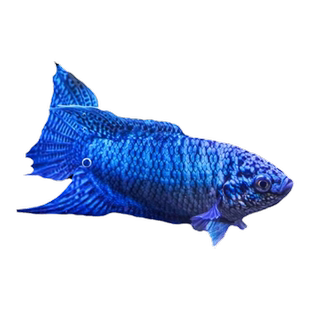 中国斗鱼游龙活体活鱼冷水淡水观赏鱼好 养不打氧小型鱼好养活鱼