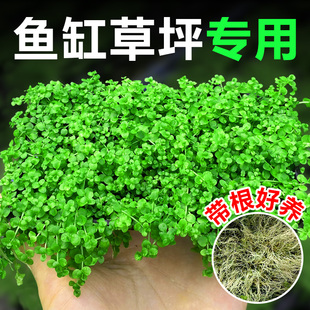 爬地矮珍珠水草日本趴地矮珍珠草网片植物鱼缸造景草坪专用净水草