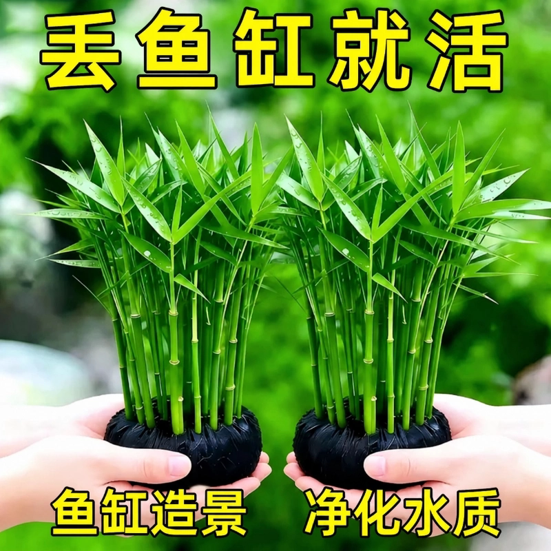 南美青竹大坨水草鱼缸专用植物净化水质新手养鱼造景装饰阴性增氧