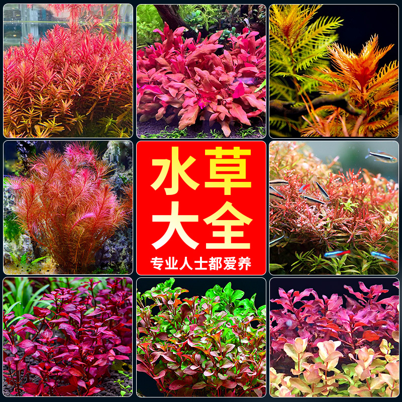 水草植物鱼缸水草蜈蚣阴性真草莫斯水榕绿菊绿植水培生态造景套餐