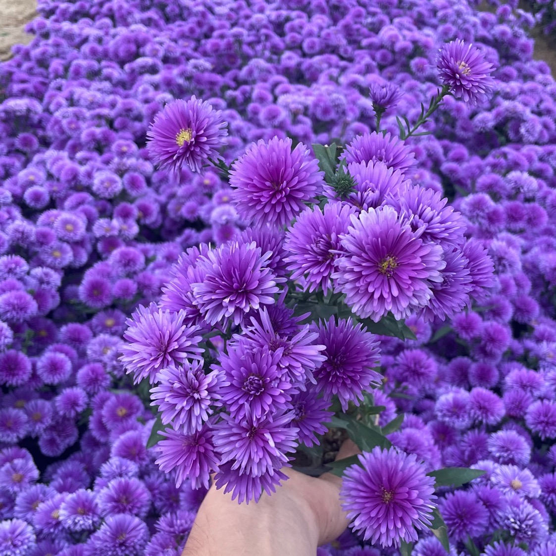 丹麦翠菊庭院盆栽四季开花耐寒