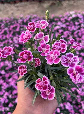 欧石竹花苗初吻常绿开花草坪庭院盆栽绿化耐寒耐旱宿根粉贝多年生