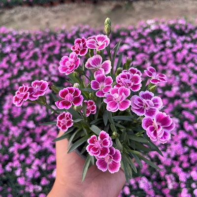 欧石竹花苗庭院盆栽绿化常绿开花