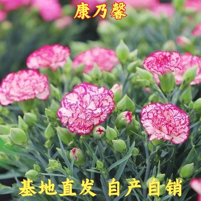康乃馨盆栽带花苞绿植花卉石竹花苗常绿开花庭院绿化多年生易成活