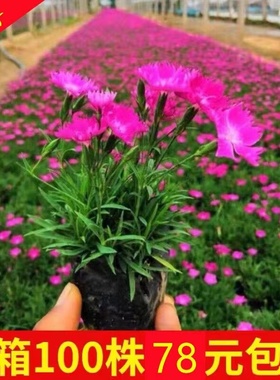 热销欧石竹花苗开花草坪耐寒耐旱庭院工程绿化四季常绿多年生宿根