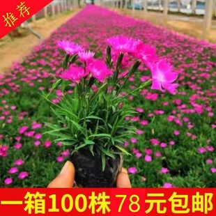 热销欧石竹花苗开花草坪耐寒耐旱庭院工程绿化四季 常绿多年生宿根