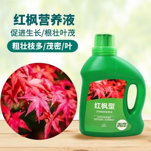 小枫树盆栽枫叶家用植物浓缩液体肥 红枫树专用肥营养液盆景肥三季