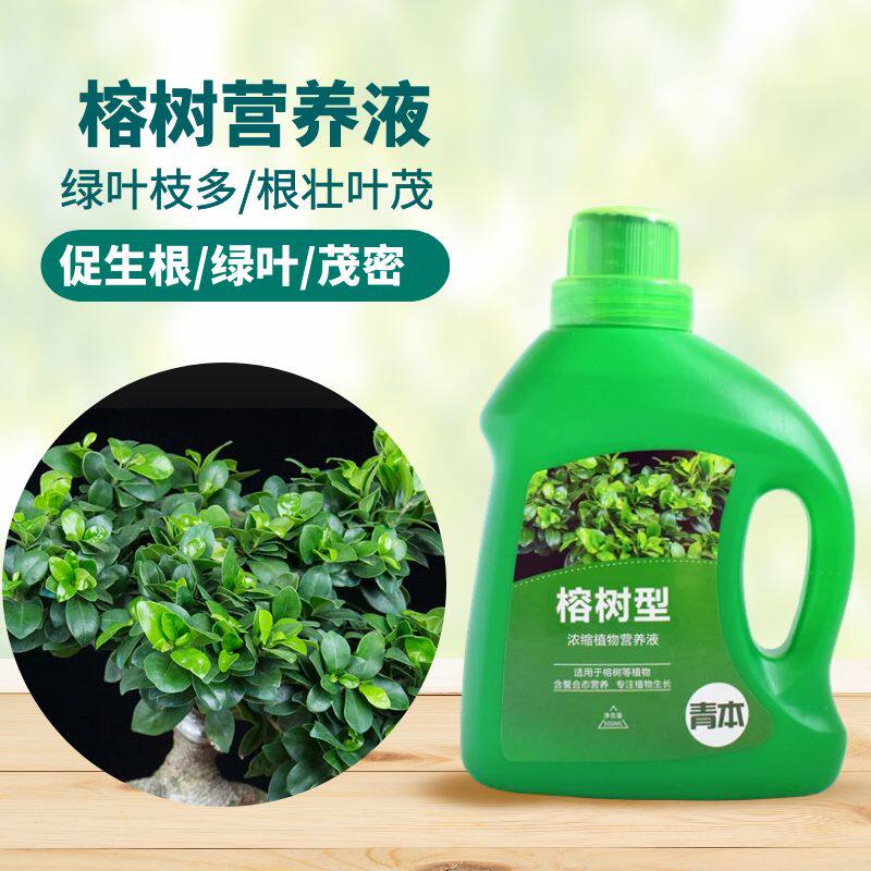 榕树专用营养液吸水石人参榕液体肥料盆栽黄叶绿叶高山小叶榕有机