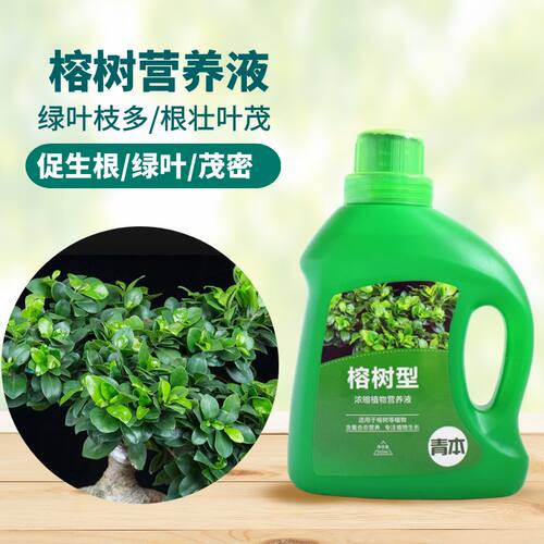 青本榕树专用型营养液