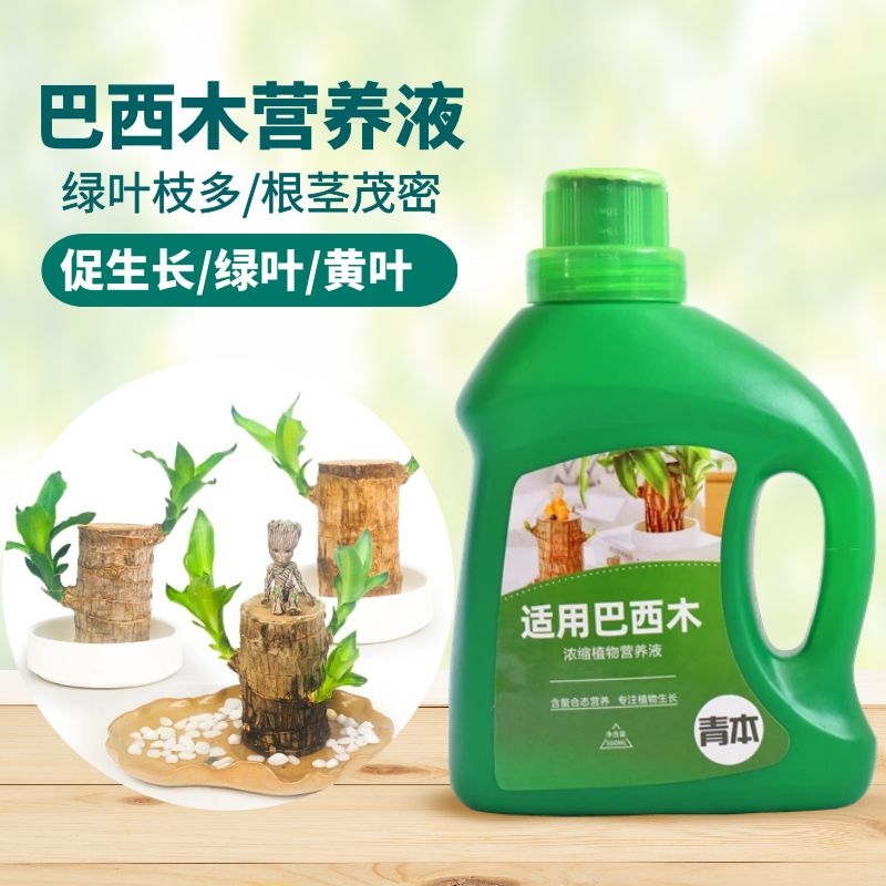 青本巴西木专用营养液