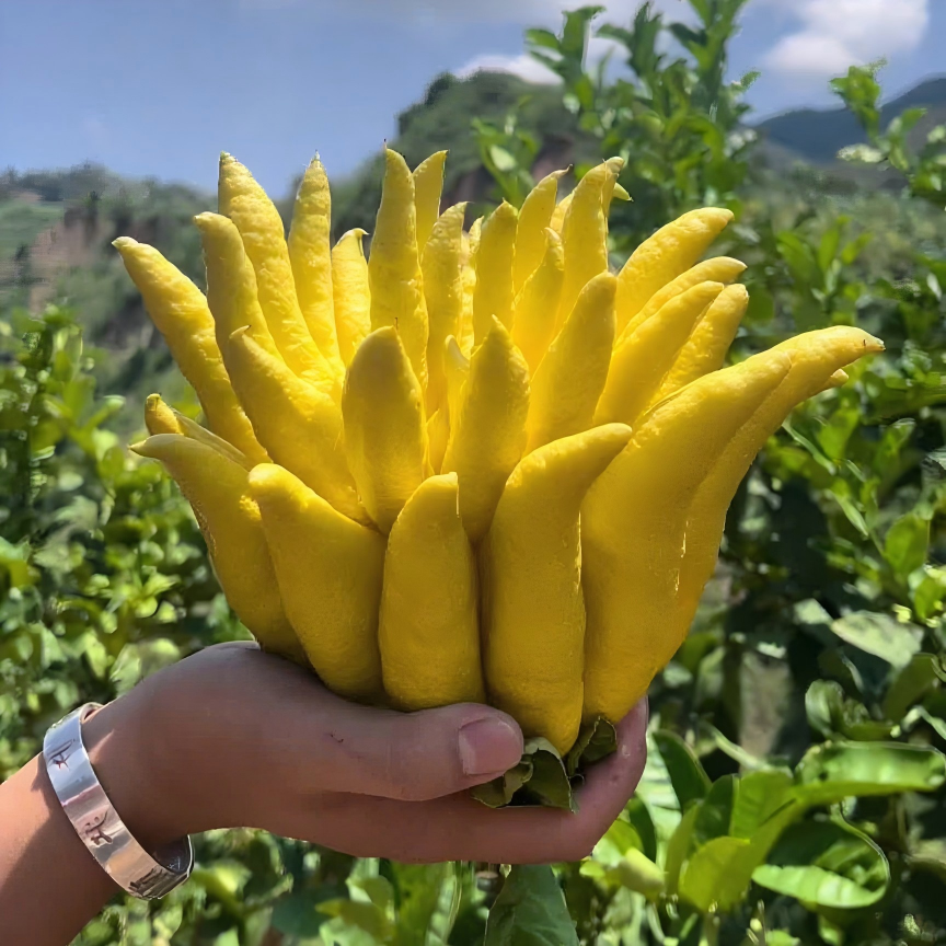 佛手柑鲜果大果佛手瓜清供摆件
