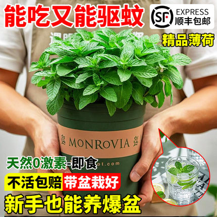 大盆薄荷盆栽可食用大苗室内驱蚊绿植迷迭香四季香草植物猫薄荷叶