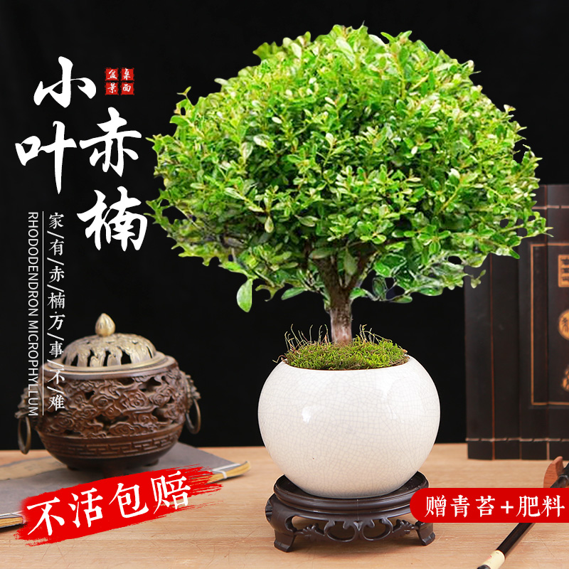 小叶赤楠盆栽中式景绿植办