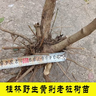 桂林野生黄荆条盆景老桩树苗农家现挖灌木植物园林阳台景观绿化