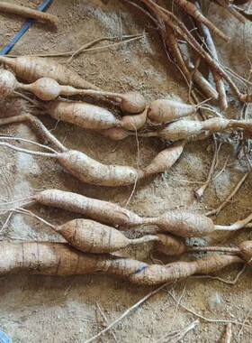 广西野生牛大力中药材新鲜现挖牛大力薯生鲜老货牛大力煲汤泡酒