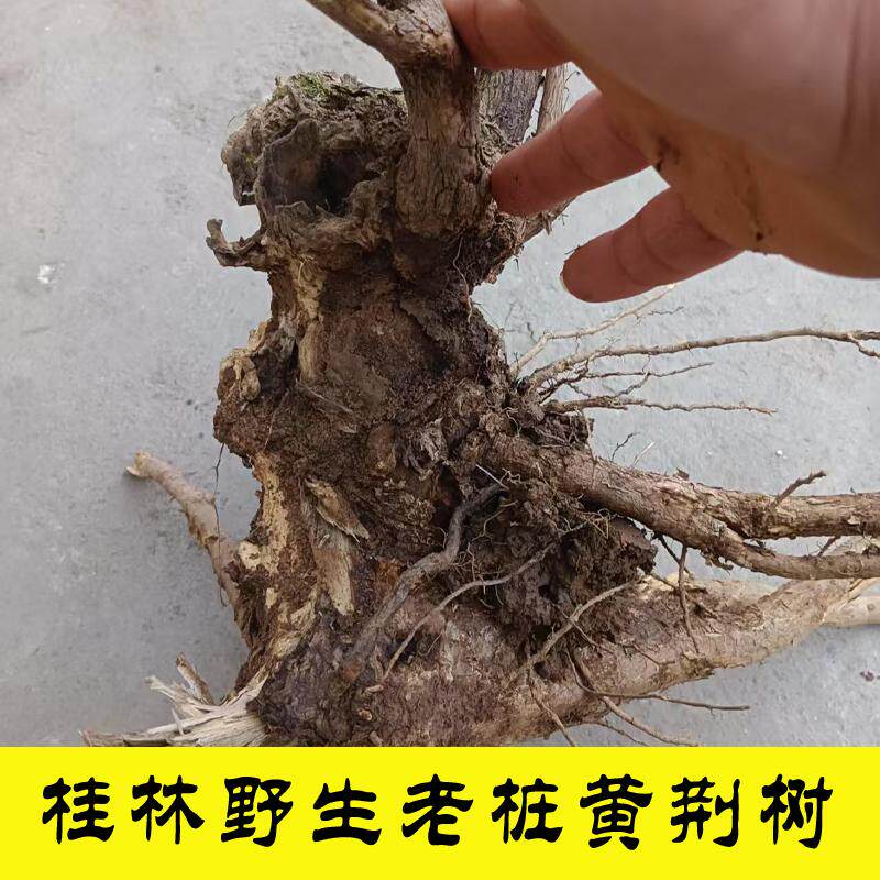 广西特产野生黄荆老桩树苗盆景现挖蜜源植物耐旱易种植阳台庭院景