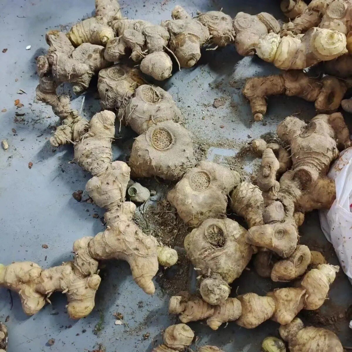 广西野生黄精新鲜现挖黄精黄精老虎姜新鲜山姜鸡头黄精煲汤泡酒