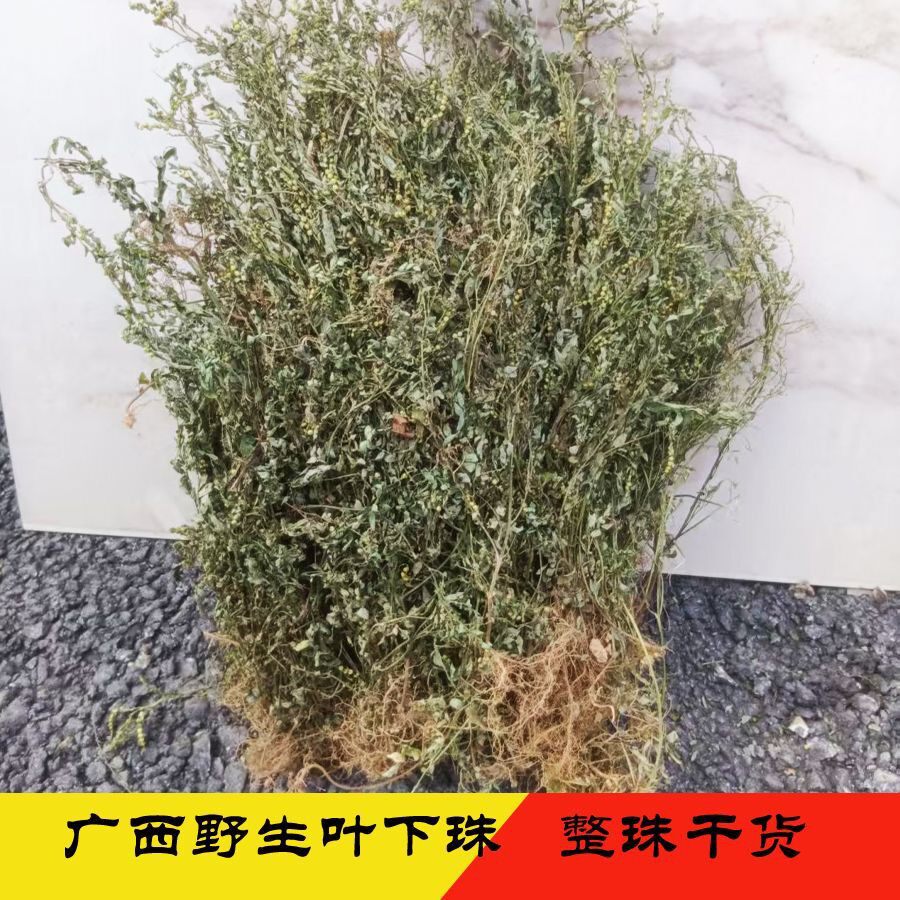 广西野生叶下珠干货叶下珠中药材新品整株发货夜合草龙珠草干货