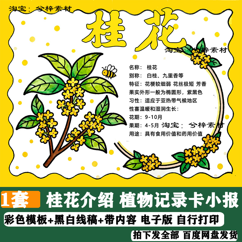 桂花手抄报模板电子小学生植物记录卡桂花树小报儿童画线稿a3a48k