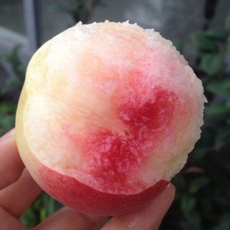 早熟品种 桃树苗 水份多 糖粉高 个大脱皮(五月红水蜜桃)